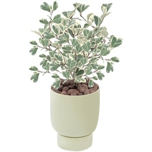 爱心榕树盆栽花叶牛奶三角榕心叶榕锦盆景植物好养北欧风网红绿植