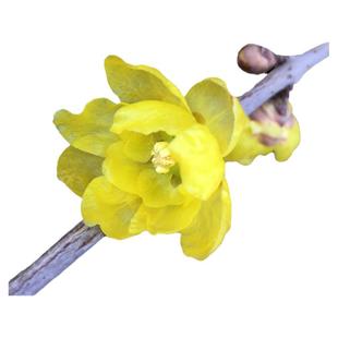 鄢陵【素心】腊梅当年开花黄梅花浓香庭院阳台盆栽树苗包活包对版