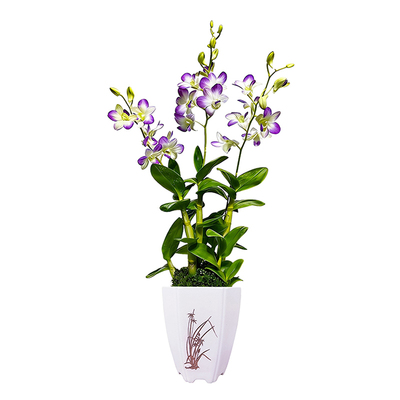 水培香水春秋石斛兰花盆栽带花苞