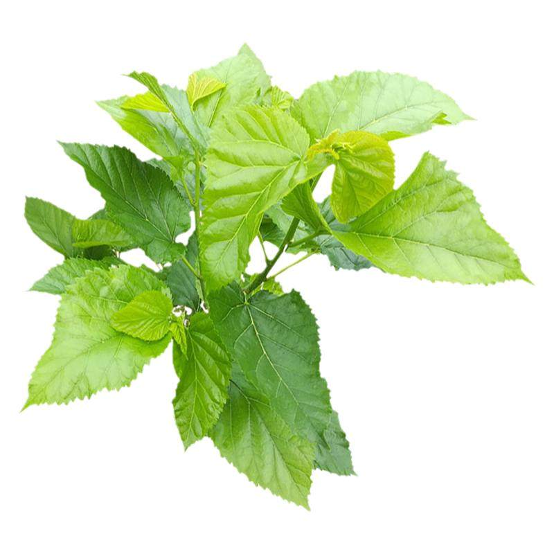 新鲜桑叶蚕宝宝学生养蚕套装桑树叶饲料蚕卵嫩桑叶优质整理大叶