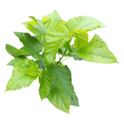 现摘新鲜特嫩桑叶蚕宝宝优质大叶