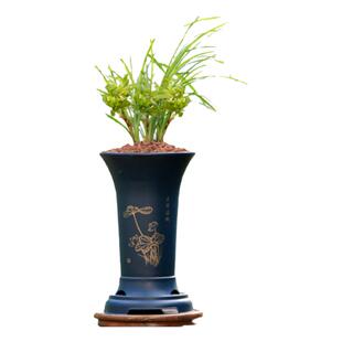 翁源兰花喜花里高端春兰奇花余蝴蝶带花浓香好养名贵室内绿植花卉