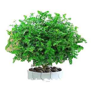 纯正清香胡椒木盆栽花卉室内外草植物树苗老桩盆景九里香绿植