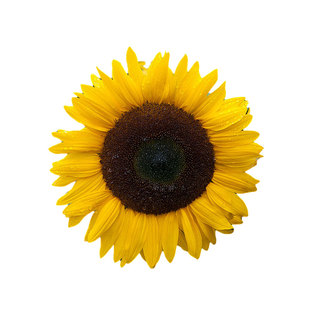 虹越萌吖吖进口向日葵种子阳台盆栽庭院地栽切花种籽春播耐热耐晒