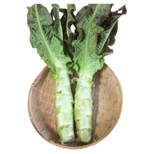 【顺丰包邮】5斤新鲜莴笋青皮笋莴苣脆嫩莴笋尖红叶香笋农家蔬菜