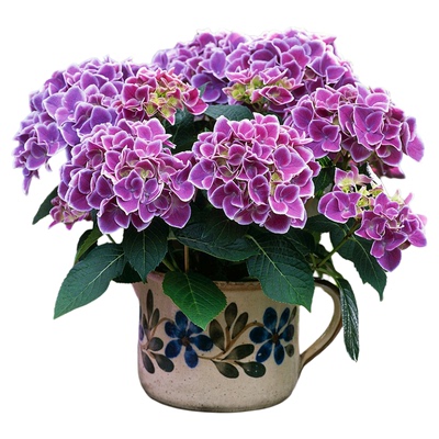 天狼绣球盆栽苗终身包对版