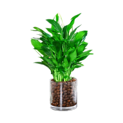 精品白掌盆栽一帆风顺水培植物室内好养花卉大盆绿植水养红掌四季