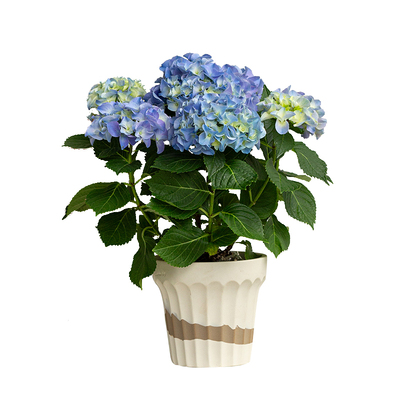 绣球花阳台开花植物好养