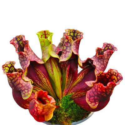 紫色瓶子草北方亚种全红绿紫色