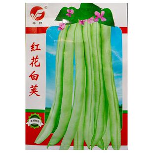 红花白荚四季豆种子短豆角白皮菜豆荚架豆春季秋播种种20克约80粒