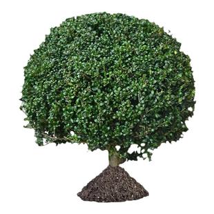 龟甲冬青树苗齿叶冬青球小叶冬青球四季常青庭院绿化景观造型耐寒