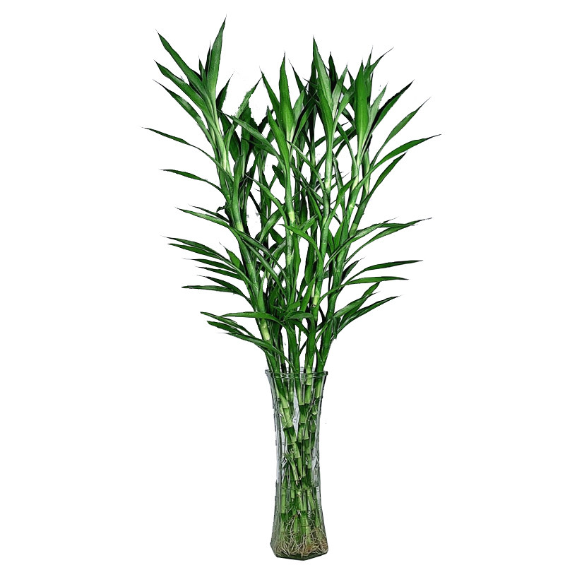 网红植物招财竹细叶富贵竹水培植