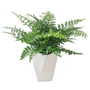 吉姆蕨平安蕨耐阴好养活四季常绿植客厅办公室桌面小盆栽净化空气