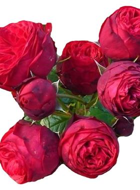 花园月季钢琴庭院阳台盆栽绿植物