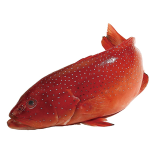 东山岛野捕海钓东星斑大石斑鱼燕尾斑现捕活冻冷链发货鲜活水产