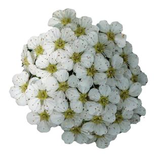 小手球黄金喷泉菱叶绣线菊珍珠梅盆栽室外庭院地栽树苗花阳台植物