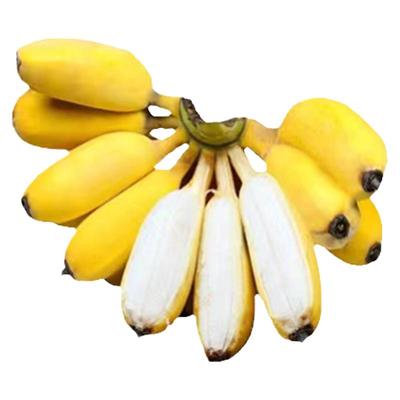 新鲜现摘丨广西小米蕉10斤香蕉