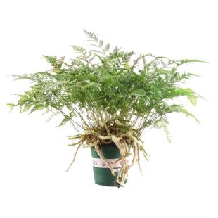 狼尾蕨盆栽植物小蕨银线蕨室内桌面蕨类绿植墙微景观雨林缸耐阴寒