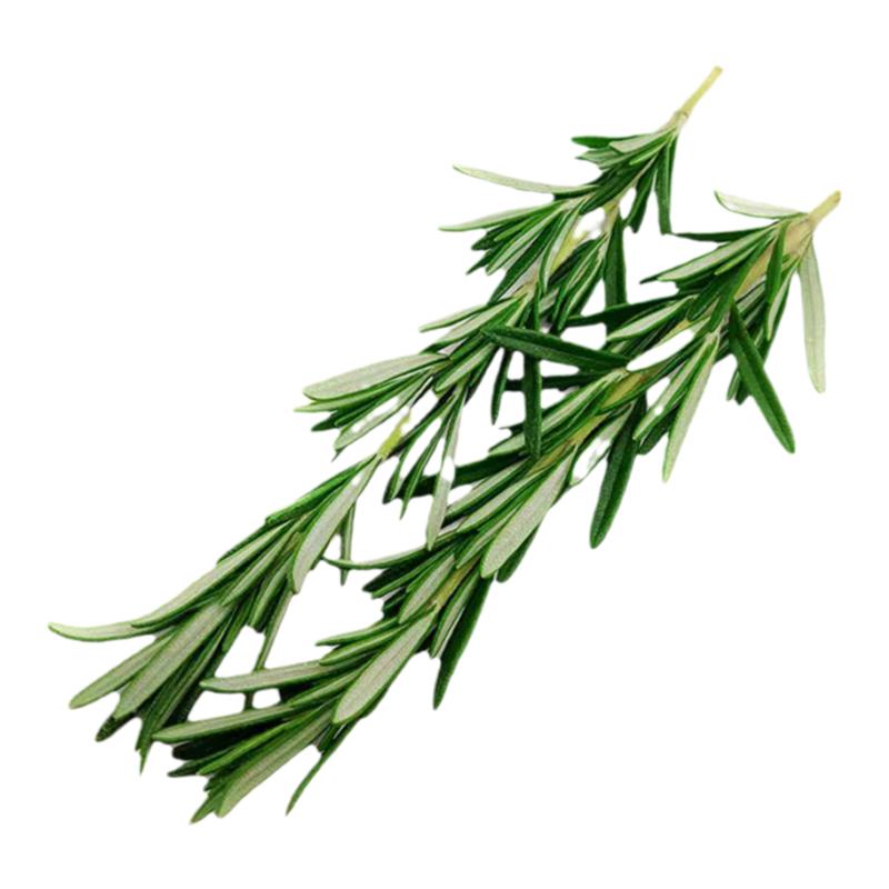 迷迭香新鲜食用玛丽草香料菜