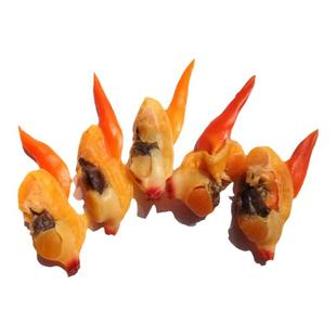 丹东特产特大号贝肉海鲜大文贝即食黄蚬子干新鲜蚬子肉扇贝蛤蜊肉