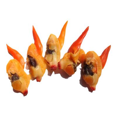 丹东特产即食海鲜特大号大文贝干