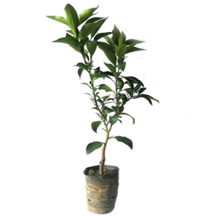 高产臭皮柑苗 枳壳嫁接苗 药柑苗 酸抛柑苦药柑子树苗 咳嗽泡水喝