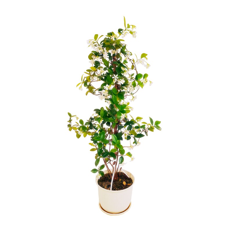 风车茉莉爬藤开花植物四季庭院