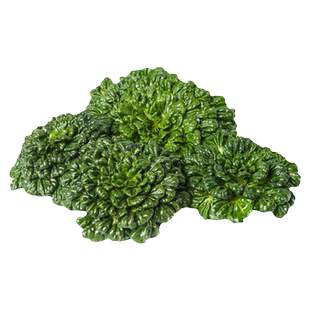 小八叶乌塌菜种孑耐寒春秋冬四季黑叶乌塔菜种子阳台盆栽蔬菜籽苗