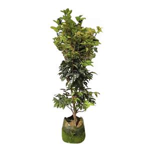 四季早生艾斯卡嘉宝果树苗树葡萄苗果树原盆原土盆栽地栽当年结果