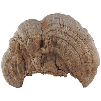 买3送1平盖灵芝片500g灵芝片