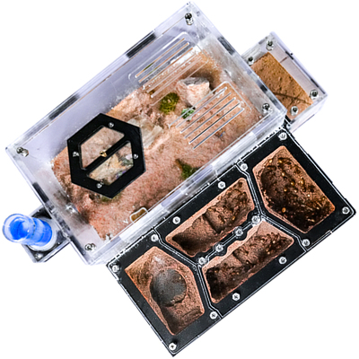 蚂蚁巢前哨基地饲养蚂蚁