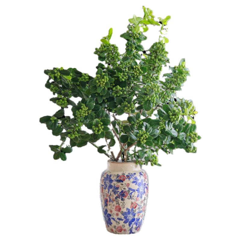 带叶冬青果绿色鲜花无刺枸骨