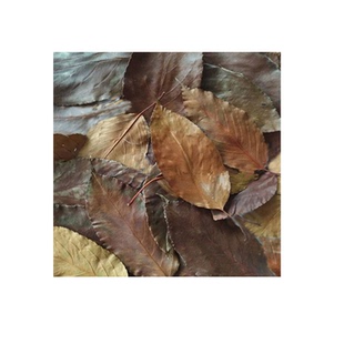 棠梨叶海塘梨叶禾梨叶梨渣茶野棠梨砖茶原叶沙梨叶山楂叶无硫黑茶