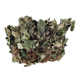 四川原生兔耳风杏香兔儿风朝天一柱香一支香铺地金钟草药中药材新