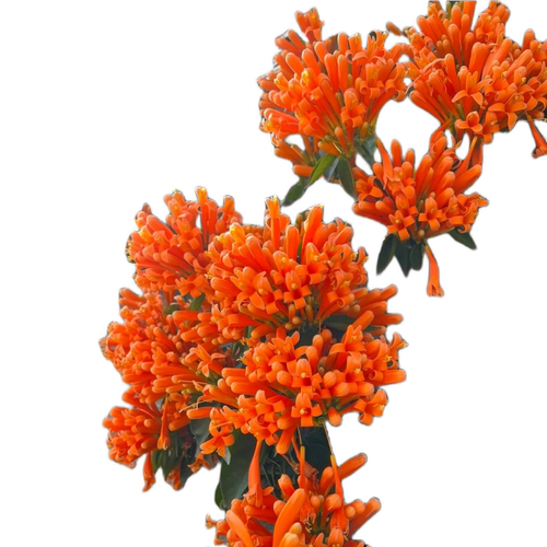 炮仗花爬藤植物大苗老桩花苗凌霄花阳台庭院花卉盆栽垂吊藤蔓爬墙