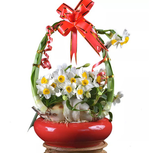 【镇店之宝】【精雕传承已造型】老师傅雕刻正宗漳州水仙花卉种球