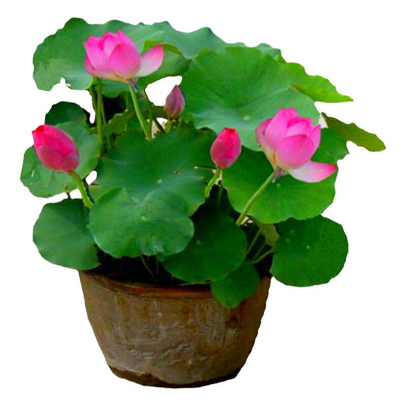 荷花苗盆栽水养莲藕种根苗庭院藕种藕苗莲花碗莲种藕水生植物碗莲