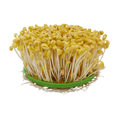 黄豆发豆芽专用生豆芽出芽率99%