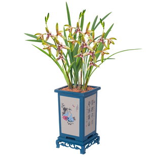 【带盆栽好】建兰小桃红兰花苗盆栽浓香带花苞客厅办公室内绿植卉