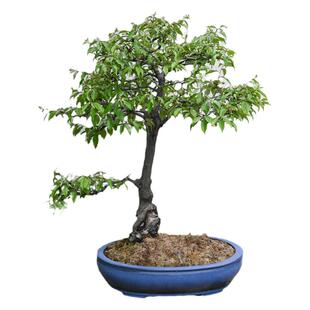 孤品胡秃子造型盆景老桩盆栽原生老桩一物一拍庭院室外摆放植物