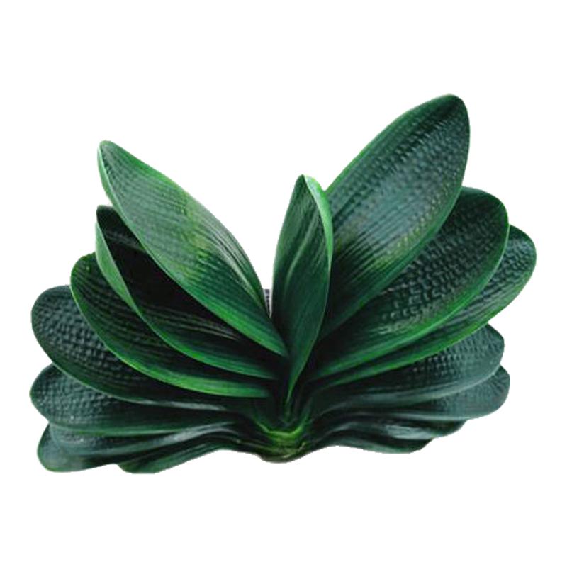 君子蘭盆栽精品綠植花卉植物室內(nèi)圓頭和尚四季帶花苞大苗當(dāng)年開花