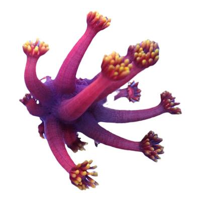 正彩单苞宝石花珊瑚红单苞