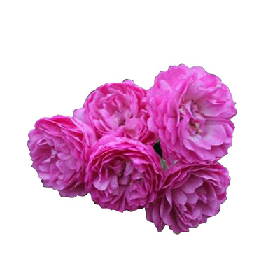 惠惠的花园微型月季葡萄园之歌