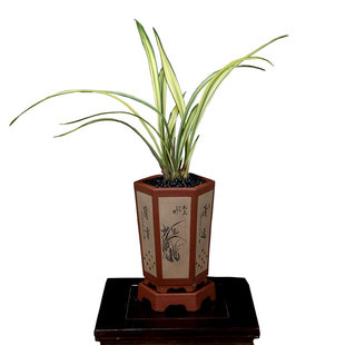 翁源高端艺草老种墨兰花松鹤图四季建兰天鹤牡丹七彩丹霞带花浓香