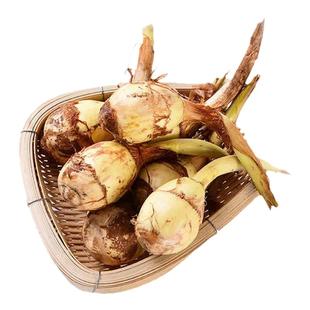 苏北茨菇新鲜时令蔬菜江苏白慈姑小茨菇现挖茨菰非云南牙菇白栗菜