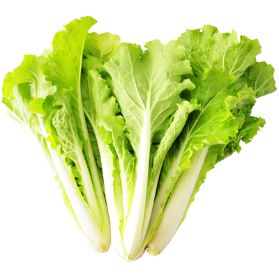 小白菜种子奶油速生青梗快菜种子