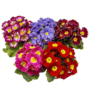 报春花盆栽带花苞重瓣迎春耐寒冬季阳台室内外花期长年宵花卉植物