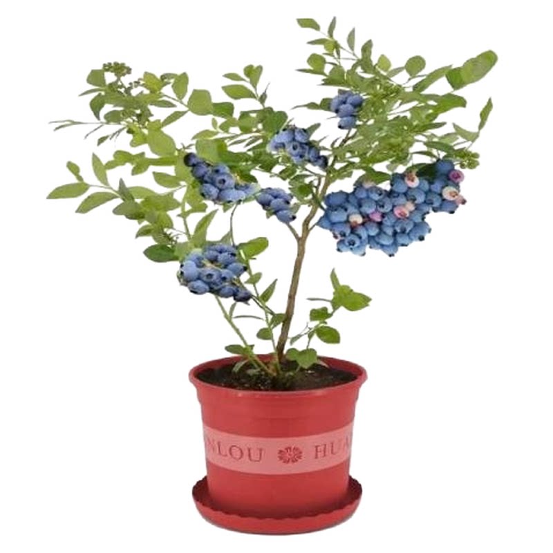 特大蓝莓树果苗带果发货南北方种植地栽耐寒热蓝莓苗阳台盆栽水果