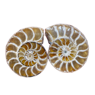 天然海洋古生物化石斑彩螺对开菊石切片化石科普教学标本装饰摆件