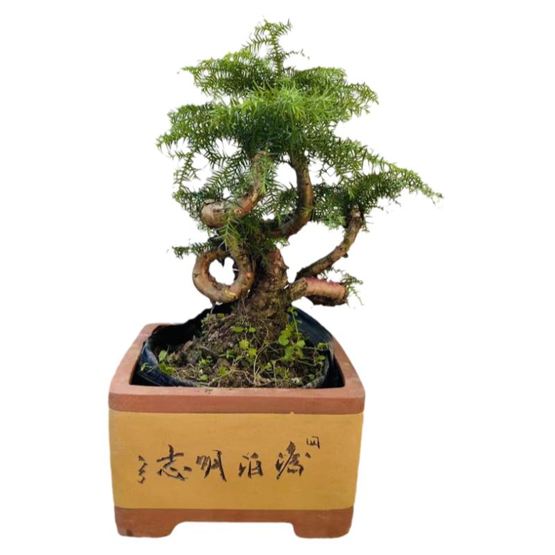 新中式造型澳洲杉绿植盆景室内